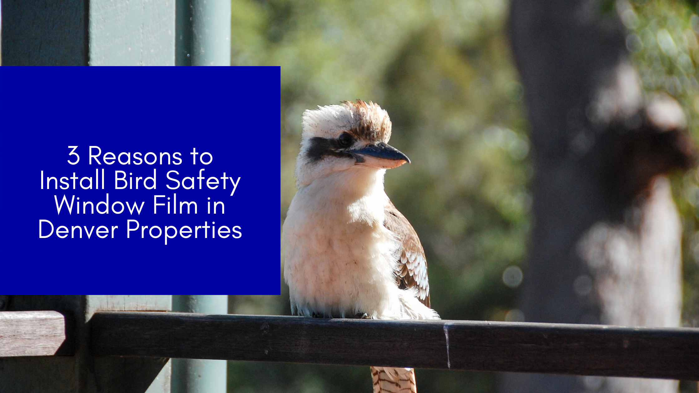 3 Reasons to Install Bird Safety Window Film in Denver Properties
