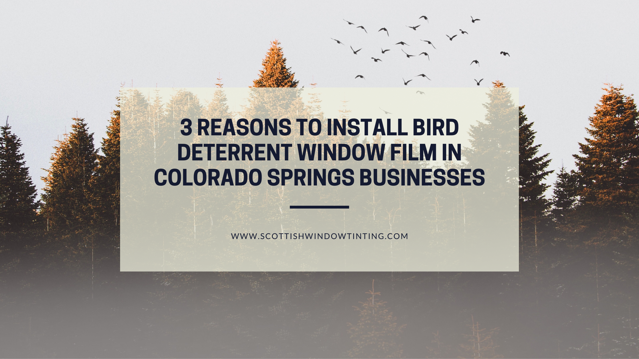 3 Reasons to Install Bird Deterrent Window Film in Colorado Springs Businesses