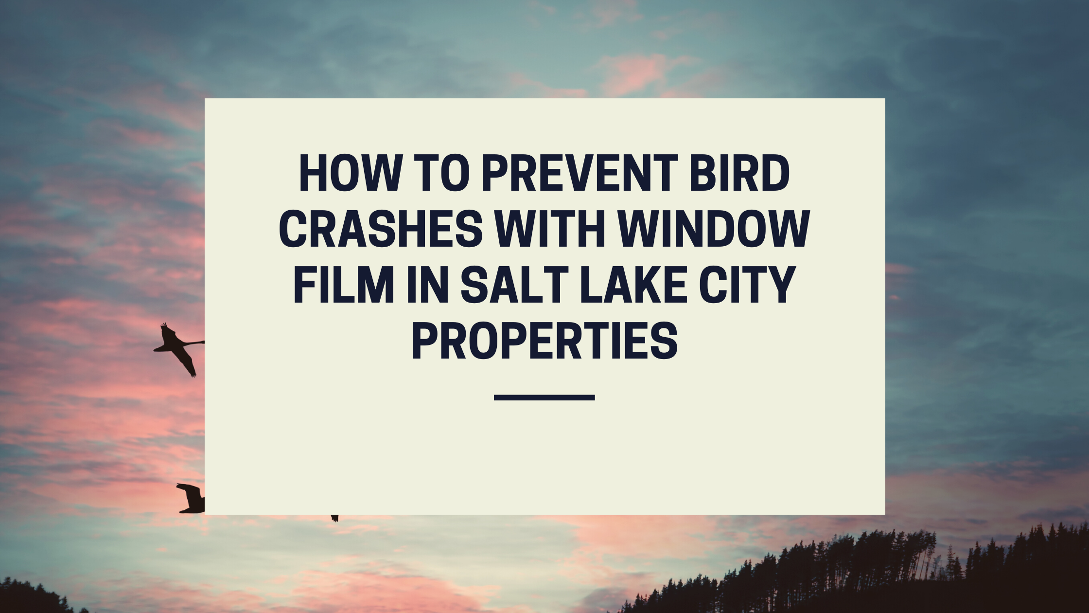 How to Prevent Bird Crashes With Window Film In Salt Lake City Properties