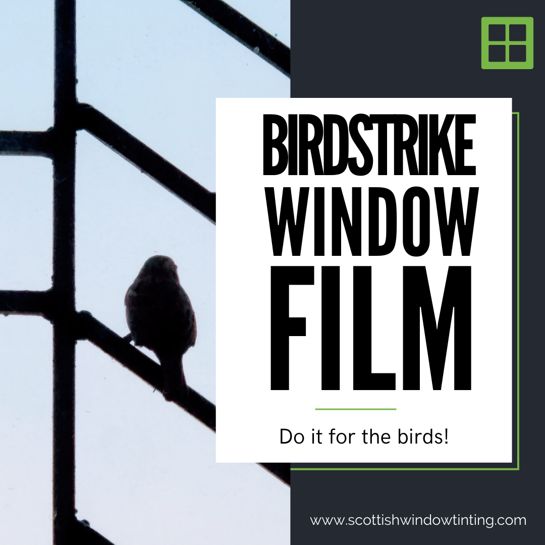 Birdstrike Window Film: Do it for the birds!