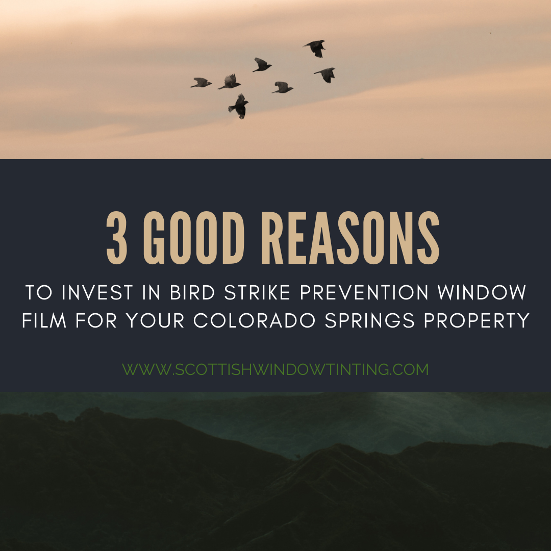 3 Good Reasons to Invest in Bird Strike Prevention Window Film for your Colorado Springs Property